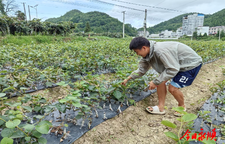 松柏镇：品改形势好 苗床管护忙