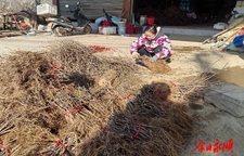 松柏镇：小小实生苗促进大发展