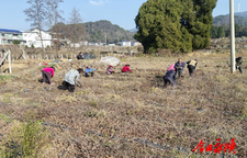 松柏镇：六万株猕猴桃小苗售往四川