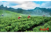 永顺莓茶入选“国字号”名录