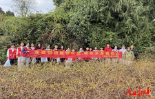 石堤镇初级中学开展助农采茶志愿服务活动