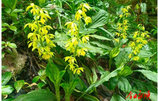 湘西首次！国家一级保护植物大黄花虾脊兰在小溪被发现