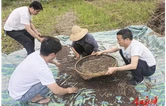 雨歇抢收保丰收 干群同心护粮安