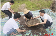 雨歇抢收保丰收 干群同心护粮安