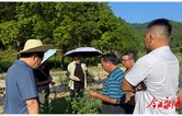 农技赋能强产业  野菊花开出富民路