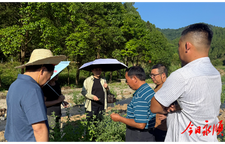 农技赋能强产业  野菊花开出富民路