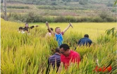 灵溪一小党支部开展助农帮扶活动