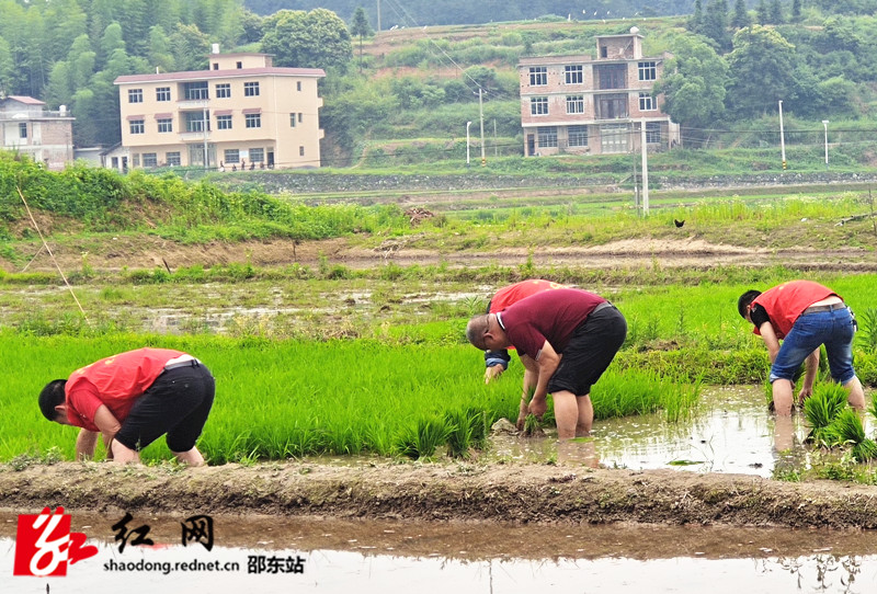 黄德源带领党员为农户家扯秧_副本.jpg