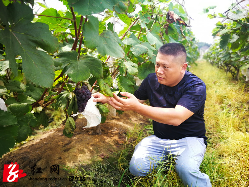 图为基地负责人李金成正在查看葡萄的长势_副本.jpg