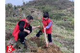 共青团邵东市委：春风十里 “植”此青绿