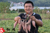 灵官殿镇同乐村：迎乡贤建家乡 打造生态农业