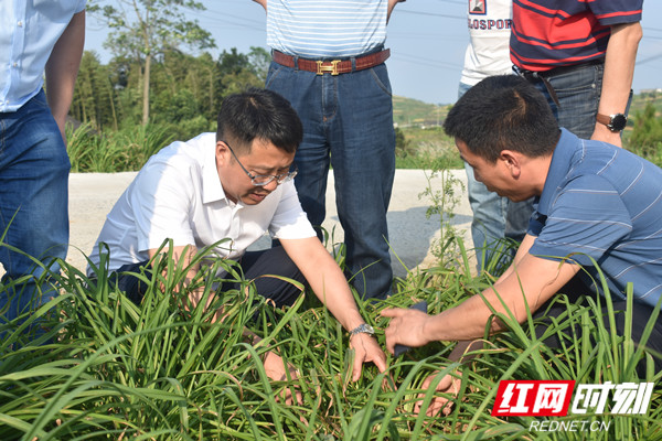 沈志定到流光岭镇调研黄花菜生产、防汛工作(图2)