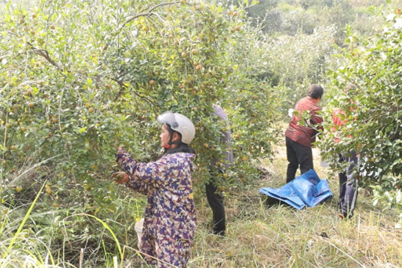邵东：26.69万亩油茶林喜获丰收 企业保价收购油茶果