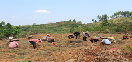 唐作凯：从“工程精英”到“新农人”返乡深耕中药材产业