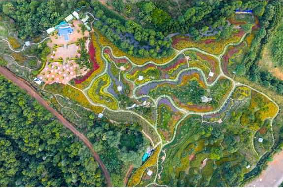 百亩花海引客来 邵东玫瑰谷国庆旅游人气爆棚