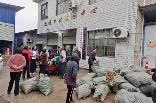 “小黄花”撑开致富伞 40余亩新种植区点亮旸中村振兴路