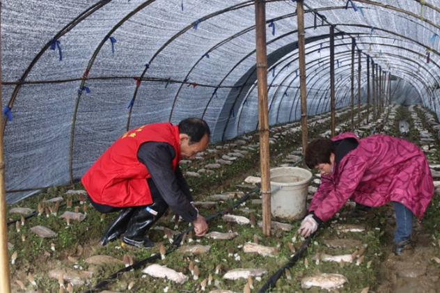 邵东流泽镇：600余亩羊肚菌喜获丰收