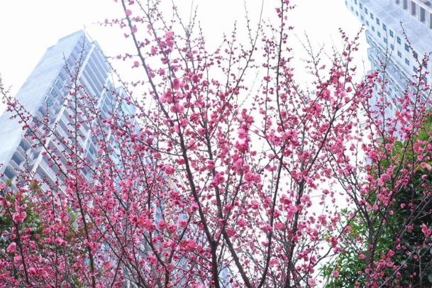 邵东市区红梅绽放 增添新春靓丽色彩