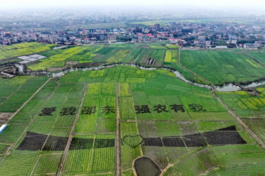 邵东市6000亩油菜花开美如画