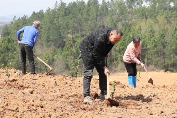 春耕春种：邵东市油茶种植忙 乡村产业添新绿