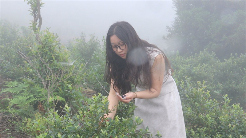 邵东大云山100多亩蓝莓丰收