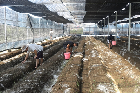 邵东市流泽镇首种草菇喜获丰收