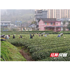 古丈：雨中采茶忙 助农显真情