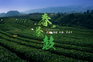 古丈融媒丨古丈茶旅文化融合发展形象歌曲《春茶鼓》MV正式发布
