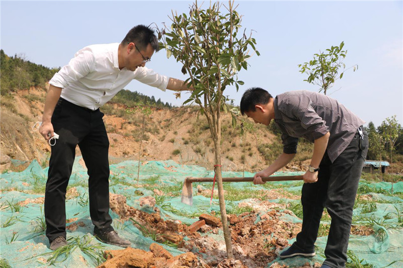 黄金坳镇：开展植树造林绿化美丽家园2.jpg
