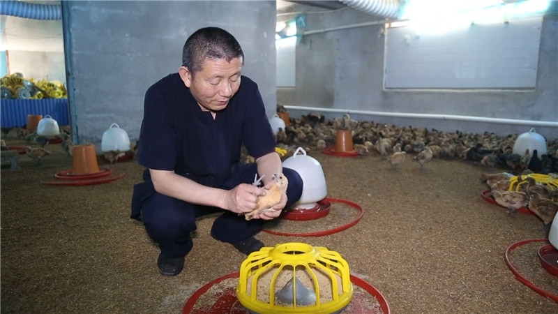 向秀亮专题调研扶贫产业发展工作 (1).jpg