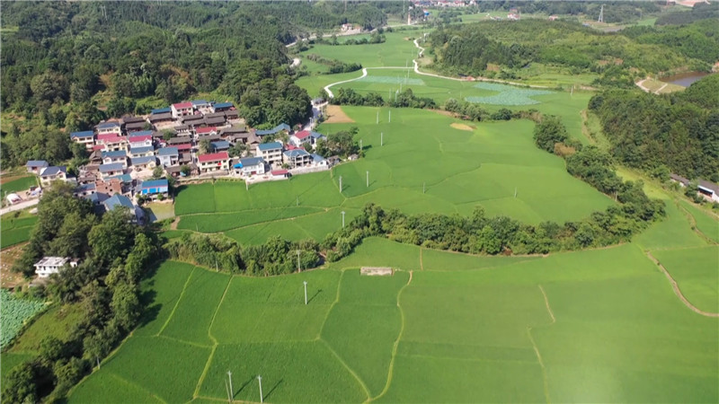 鹤城区高标准农田建设项目有序推进 (3).jpg