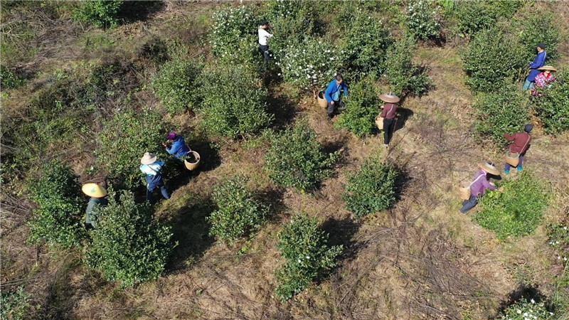 鹤城区黄金坳镇油茶基地获“怀化市油茶种植示范基地”.mp4_20201119_171346.461.jpg