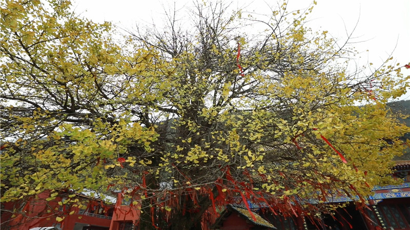 鹤城区：凉山银杏树新闻（半成品）.mp4_20201104_160225.556.jpg