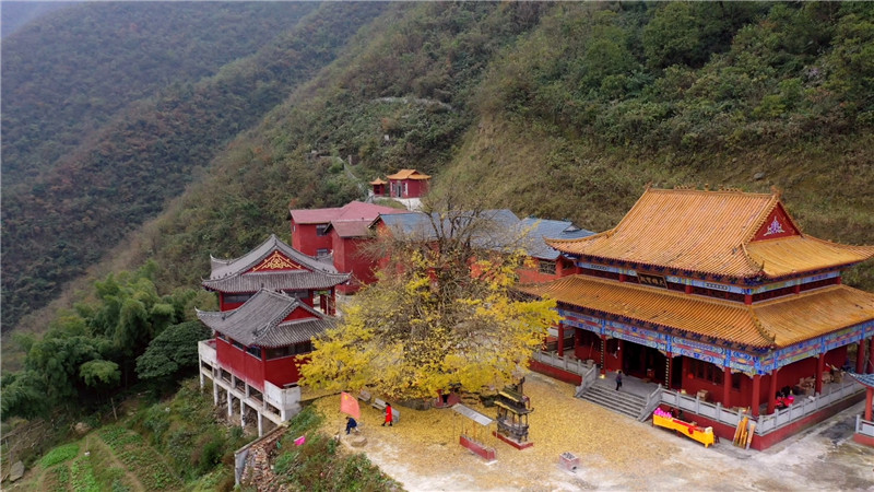 鹤城区：凉山银杏树新闻（半成品）.mp4_20201104_160407.784.jpg