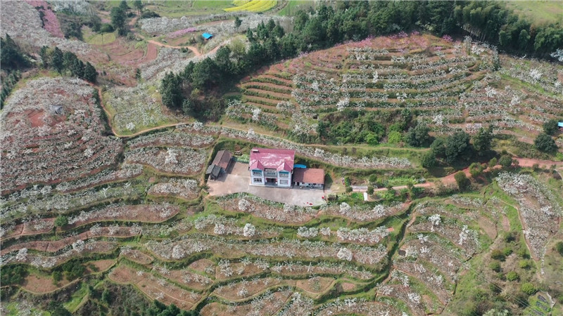桃花红、菜花黄、樱花粉、梨花白……鹤城大地繁花似锦。今天，我们鹤城融媒体中心向广大市民群众推荐一下鹤城周边“春赏花”为主题的赏花踏青点。（记者 肖鹏 陈冲）