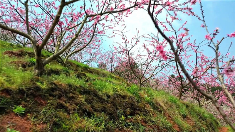 桃花红、菜花黄、樱花粉、梨花白……鹤城大地繁花似锦。今天，我们鹤城融媒体中心向广大市民群众推荐一下鹤城周边“春赏花”为主题的赏花踏青点。（记者 肖鹏 陈冲）