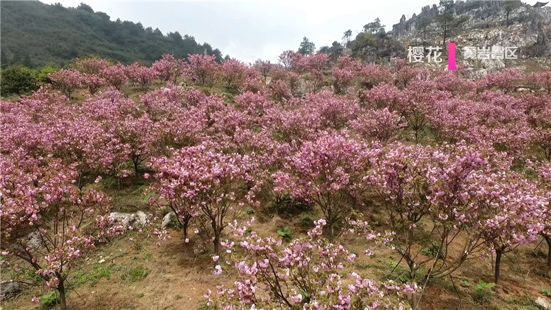 桃花红、菜花黄、樱花粉、梨花白……鹤城大地繁花似锦。今天，我们鹤城融媒体中心向广大市民群众推荐一下鹤城周边“春赏花”为主题的赏花踏青点。（记者 肖鹏 陈冲）