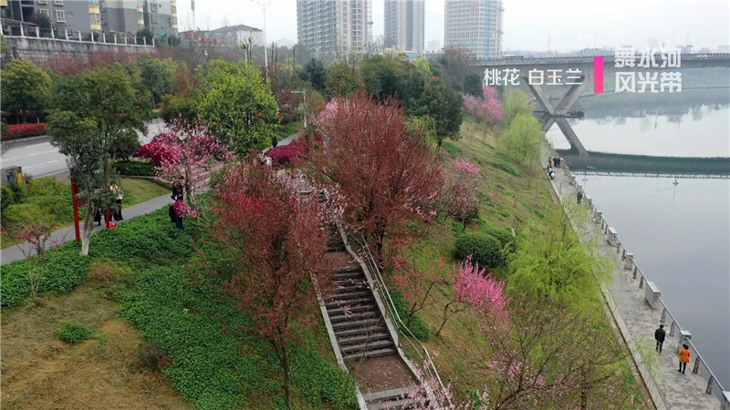 桃花红、菜花黄、樱花粉、梨花白……鹤城大地繁花似锦。今天，我们鹤城融媒体中心向广大市民群众推荐一下鹤城周边“春赏花”为主题的赏花踏青点。（记者 肖鹏 陈冲）