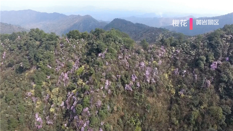 桃花红、菜花黄、樱花粉、梨花白……鹤城大地繁花似锦。今天，我们鹤城融媒体中心向广大市民群众推荐一下鹤城周边“春赏花”为主题的赏花踏青点。（记者 肖鹏 陈冲）