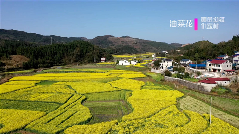 桃花红、菜花黄、樱花粉、梨花白……鹤城大地繁花似锦。今天，我们鹤城融媒体中心向广大市民群众推荐一下鹤城周边“春赏花”为主题的赏花踏青点。（记者 肖鹏 陈冲）