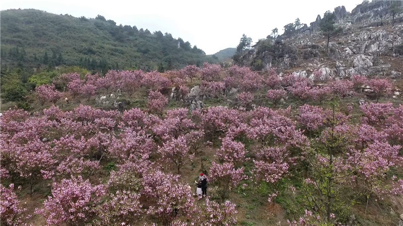 桃花红、菜花黄、樱花粉、梨花白……鹤城大地繁花似锦。今天，我们鹤城融媒体中心向广大市民群众推荐一下鹤城周边“春赏花”为主题的赏花踏青点。（记者 肖鹏 陈冲）