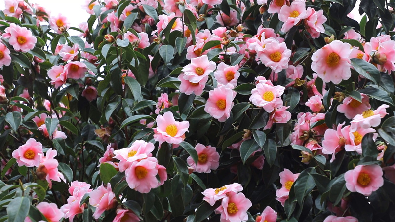 怀化鹤城区:中坡国家森林公园300亩山茶花绽放引游客踏春赏花 (半成品1).mp4_20220308_152905.036.jpg 怀化鹤城区:中坡国家森林公园300亩山茶花绽放引游客踏春赏花 (半成品1).mp4_20220308_152905.036.jpg