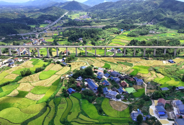 鹤城区：初秋稻田“丰”景如画