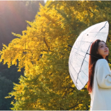 【大美鹤城】鹤城区：千年银杏披金衣冬日美景醉游人