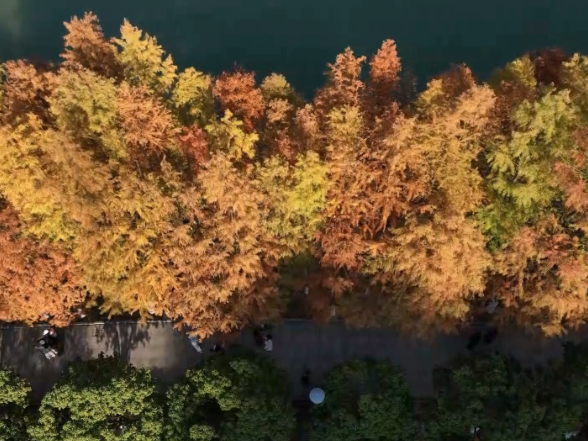 怀化市鹤城区：鹤鸣洲水杉林成网红打卡地 赏景正当时