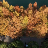 鹤城区:鹤鸣洲水杉林成网红打卡地 赏景正当时