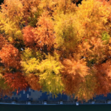 【大美鹤城】水杉红遍鹤鸣洲 赏景正当时