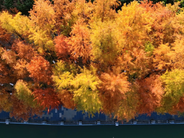 【大美鹤城】水杉红遍鹤鸣洲 赏景正当时