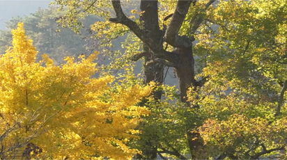 【大美鹤城】黄岩龙岩江：深山藏秘境桃源入画来