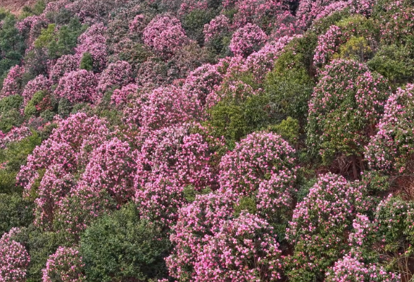 鹤城区：150亩山茶花盛放如“粉色海洋” 绘就生态画卷